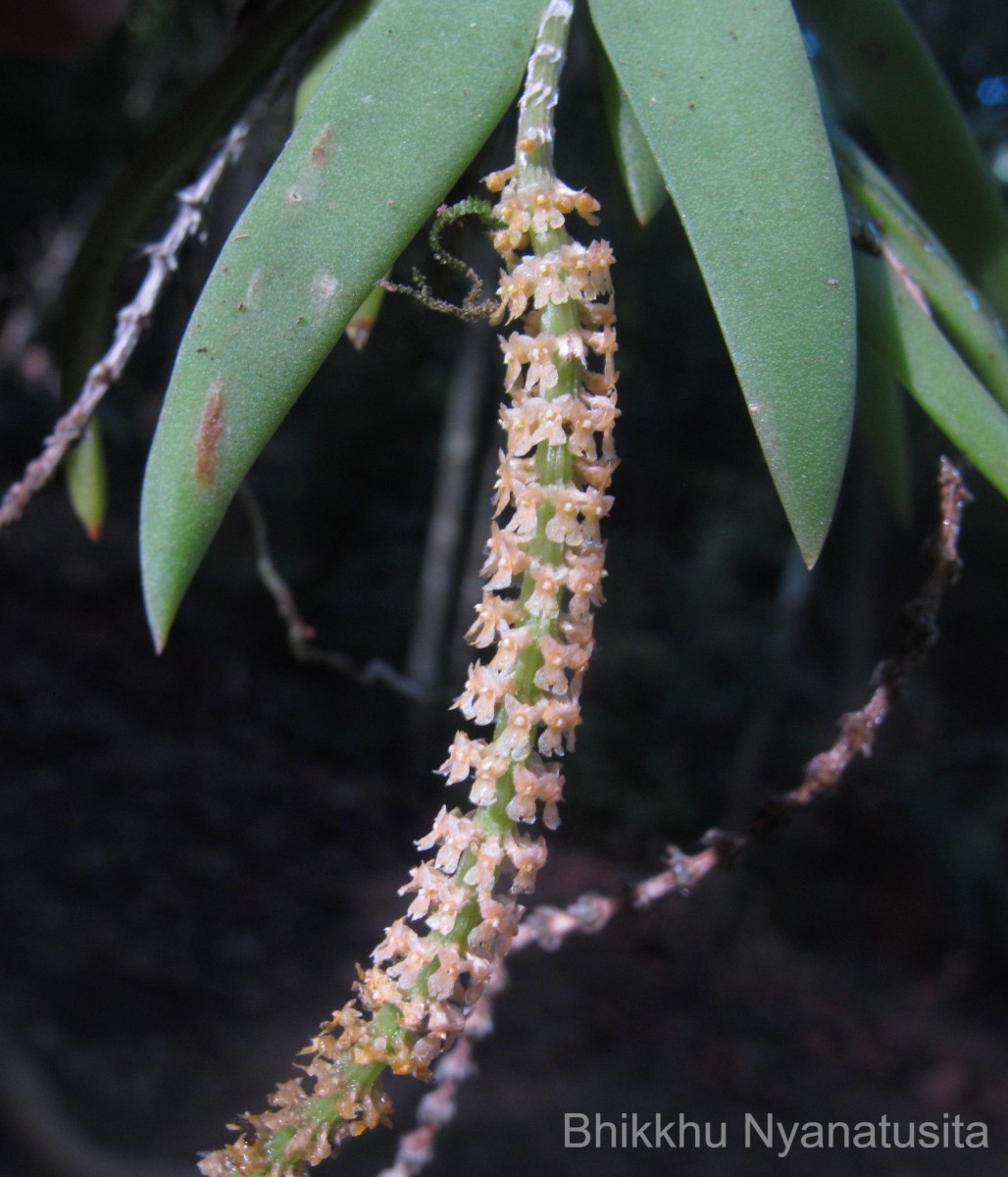 Oberonia thwaitesii Hook.f.